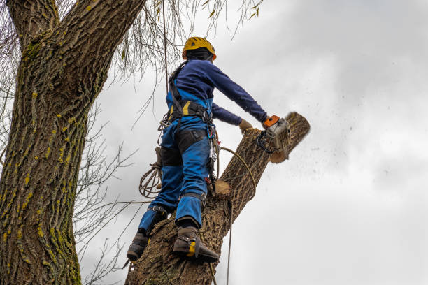 Emergency Storm Tree Removal